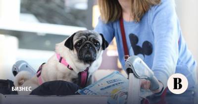 S7 разрешит пассажирам перевозить домашних животных на соседнем кресле