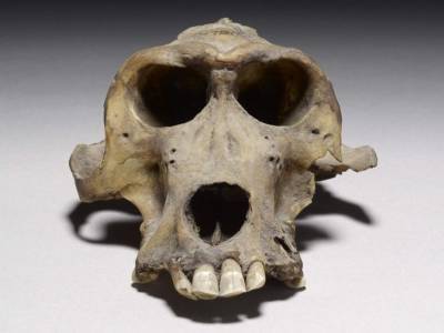 Хранящийся в Британском музее череп гамадрила прибыл в Древний Египет из страны Пунт