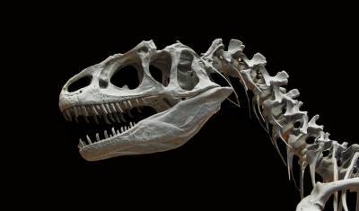 Ученые выявили новый вид динозавров с шипами на плечах