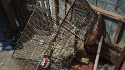 Покрепче запирайте сараи: в Сызрани ищут чупакабру, устроившую кровавую бойню