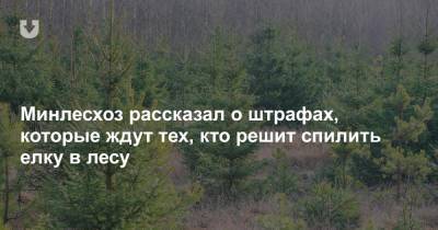 Минлесхоз рассказал о штрафах, которые ждут тех, кто решит спилить елку в лесу