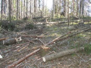Устюжанин нанес ущерб вологодскому лесу на 13,6 млн рублей