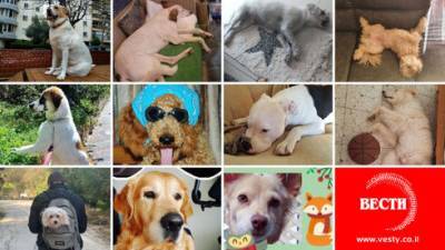 Завершился конкурс "Вестей": вот 11 самых милых собак Израиля