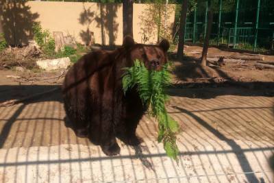 Медведи в костромском зоопарке уже дремлют, но еще не спят