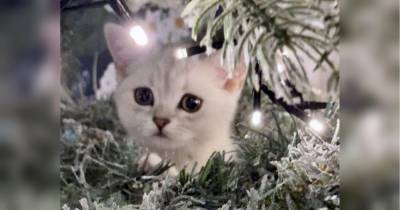 Пользователей сети «свело с ума» фото, на котором они пытались найти котенка, затаившегося на рождественской елке