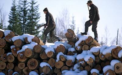 The Guardian (Великобритания): строительные магазины ЕС продают незаконно вырубленную в России древесину