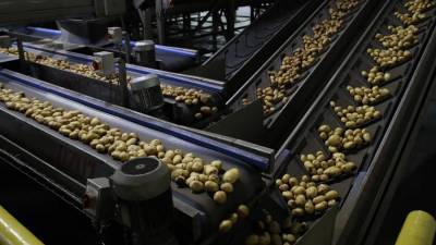 Производители гречки и картофеля в России заявили о готовности снизить цены