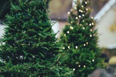 Новогодние елки-2021: Цены, где купить законно и штрафы за нелегальное дерево - vkcyprus.com