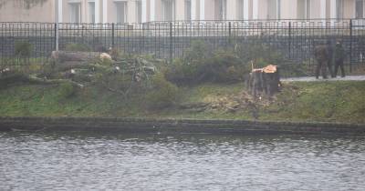 В Калининграде на Нижнем озере спилили три клёна (фото)