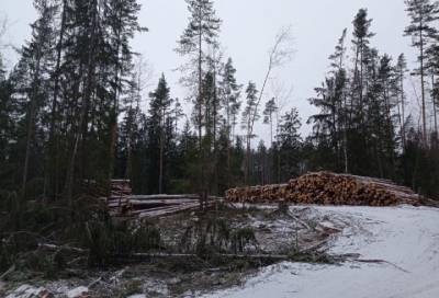 Частная территория: прокуратура проверила законность вырубки леса у озера Высокинское под Выборгом