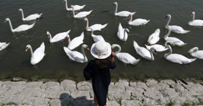 В Хмельницкой области людей просят прекратить кормить сотни лебедей, которые поселились на пруду
