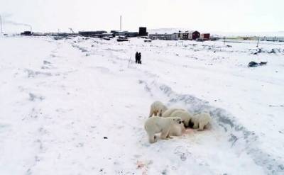 Около 30 голодных белых медведей снова вышли к селу на Чукотке