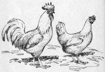 История происхождения домашних кур