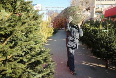 Чтобы не осыпалась: важный совет, как дольше сохранить новогоднюю елку
