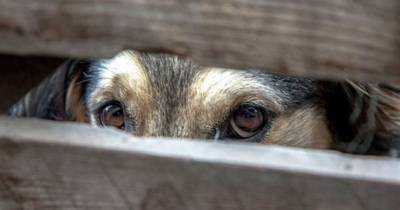 Ульяновская полиция ищет свидетелей издевательств над собаками в Заволжье