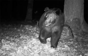 Спустя 140 лет в Беловежскую пущу вернулся бурый медведь