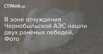 В зоне отчуждения Чернобыльской АЭС нашли двух раненых лебедей. Фото