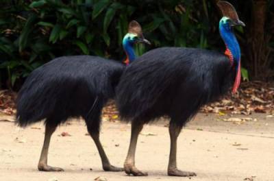 Почему казуаров считают самой опасной птицей на Земле