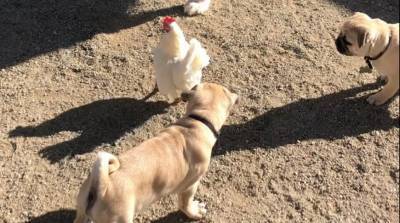 Курица забавно выбралась из окружения щенков - видео