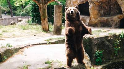 «Танцующие» медведи из адского зоопарка Пакистана отправились в Иорданию