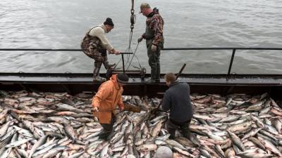Рыбаки Сахалина и Курил начнут осваивать новые квоты с января