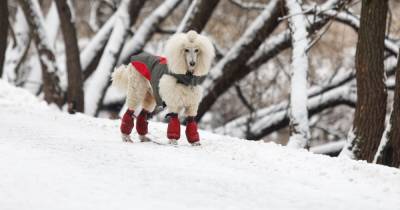 Москвичам пообещали теплую погоду с мокрым снегом