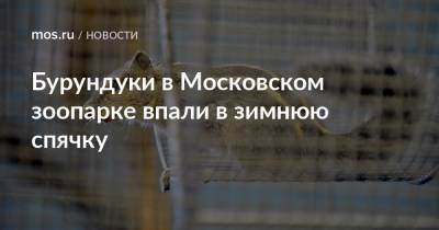 Бурундуки в Московском зоопарке впали в зимнюю спячку
