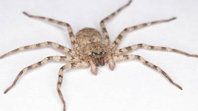 Австралиец год прожил в гостиной с гигантским пауком