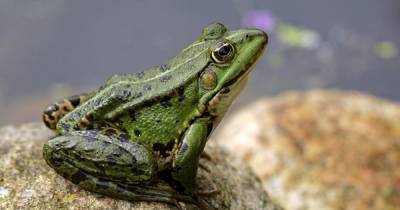 Во Франции лягушек выселяют из исторического пруда за громкое кваканье