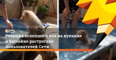 Реакция ослепшего пса на купание в бассейне растрогала пользователей Сети