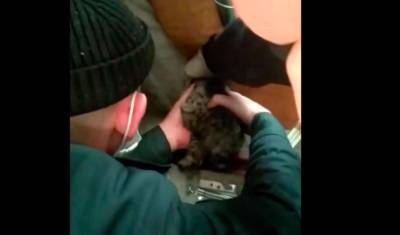 В Уфе спасатели вытащили застрявшего котенка, который три дня просидел в диване