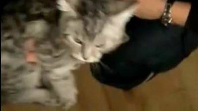 Спасатели Уфы вытащили котёнка, который три дня просидел в диване