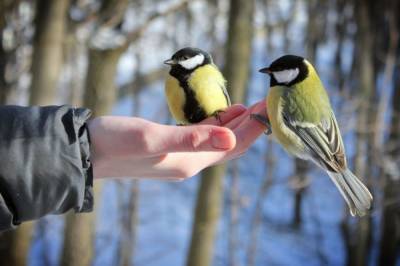 Астраханцам предлагают поучаствовать в конкурсе и помочь птицам