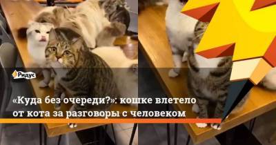 Куда без очереди?: кошке влетело от кота за разговоры с человеком