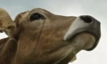 Многострадальные коровы из Надеево: появился шанс на жизнь
