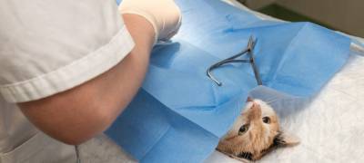Планируется запретить ветеринарные клиники в жилых домах: разъяснения Минсельхоза Карелии