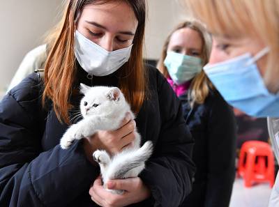 Врач объяснил, почему хозяева кошек реже болеют коронавирусом