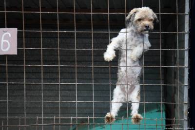 Помочь животным из томских приютов можно через онлайн-покупки на «ZOOбарахолке»