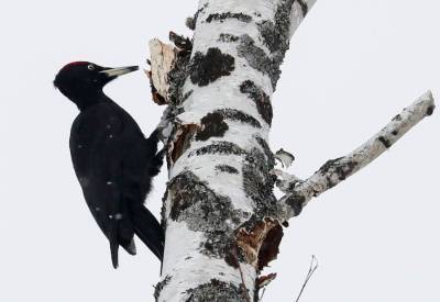 Орнитологи насчитали в Москве более 40 видов птиц из Красной книги
