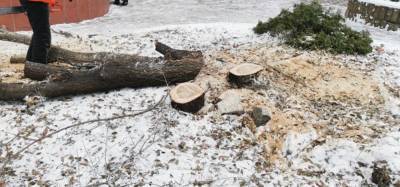 "Как долго город будут убивать?": Жители Лисичанска показали, как коммунальщики "омолаживают" деревья