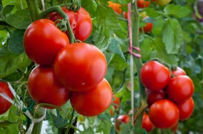 В Японии впервые разрешили томаты с ГМО: они способствуют снижению давления
