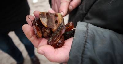 У жителя Калининградской области нашли более тонны незаконно добытого янтаря