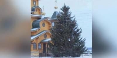 Власти Первомайска опровергли кражу елки у местной жительницы