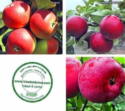 Белорусские сорта яблок – фото, описание и название - skuke.net