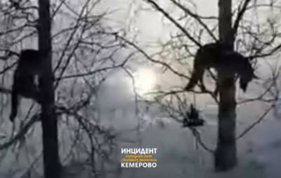 Кузбассовец обнаружил убитых собак на деревьях: полиция начала проверку