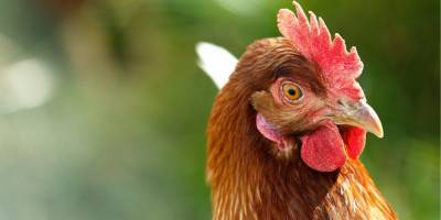 Птичий грипп в Украине. Евросоюз, восемь стран и Гонконг ограничили импорт продукции украинского птицеводства