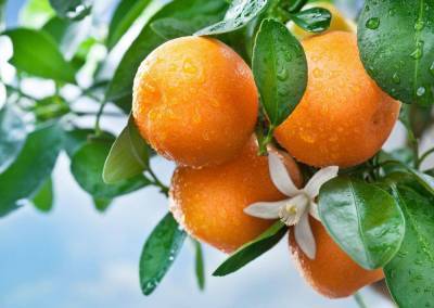 Чем полезны апельсины и как правильно выбрать сочные цитрусовые: полезные советы