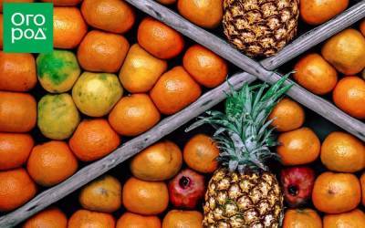 Как выбрать вкусные мандарины, гранаты, ананасы и хурму – покупаем с умом