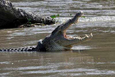 Мужчина пережил четыре нападения крокодилов и отказался бросать рыбалку