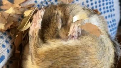 Бурундуки впали в зимнюю спячку в Московском зоопарке